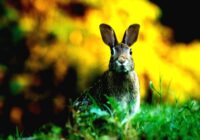 Osterhase-boost Osterhase-boost